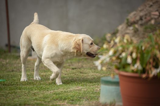 Labrador dog play in countryside in a sunny day in summer