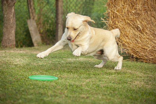 Labrador dog play in countryside in a sunny day in summer