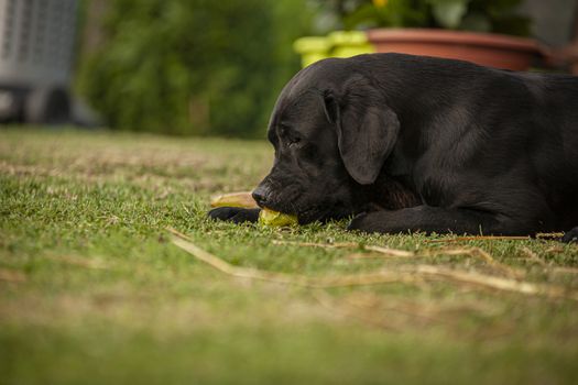 Labrador dog play in countryside in a sunny day in summer