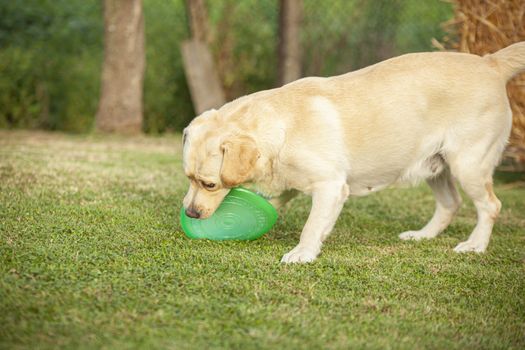 Labrador dog play in countryside in a sunny day in summer