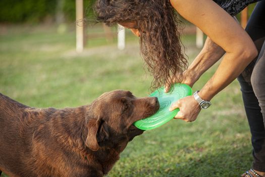 Labrador dog play in countryside in a sunny day in summer