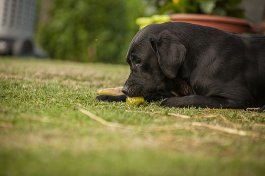 Labrador dog play in countryside in a sunny day in summer