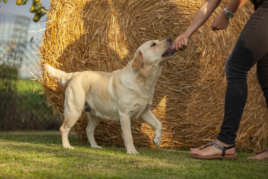 Labrador dog play in countryside in a sunny day in summer