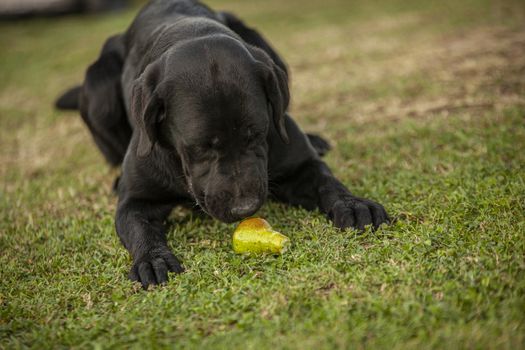 Labrador dog play in countryside in a sunny day in summer