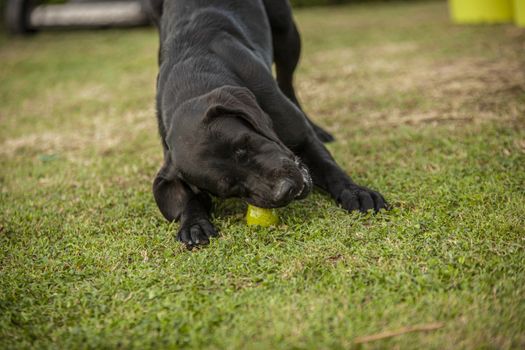 Labrador dog play in countryside in a sunny day in summer