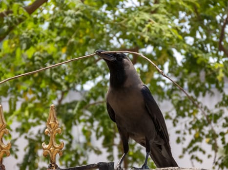 A crow is sitting with a straw to build its nest