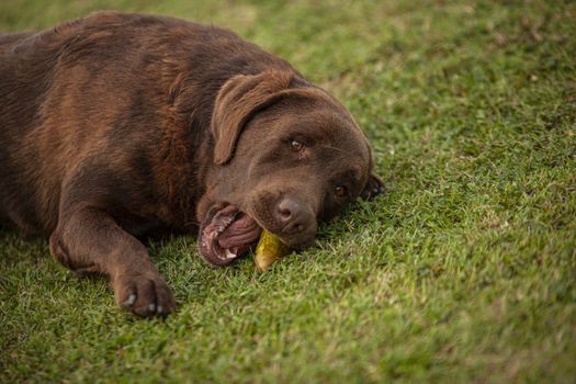 Labrador dog play in countryside in a sunny day in summer