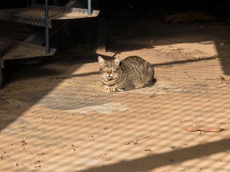 THE CAT IS BEHIND BARS AGAIN