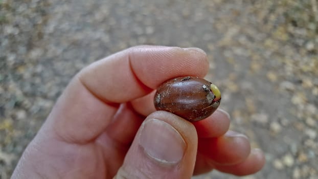 Acorns in hand with sprout.