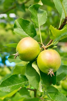 Two fresh juicy apples on the apple tree in the summer time