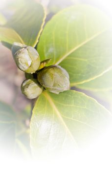 Flowers and plants. Buds of a camellia in a dreamy look.