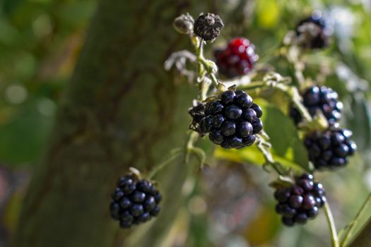 Blackberries, black or red berries from the garden or forest.