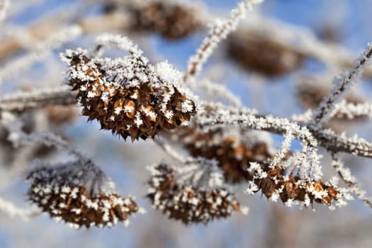 Tree branch covered with frost on a sunny winter day