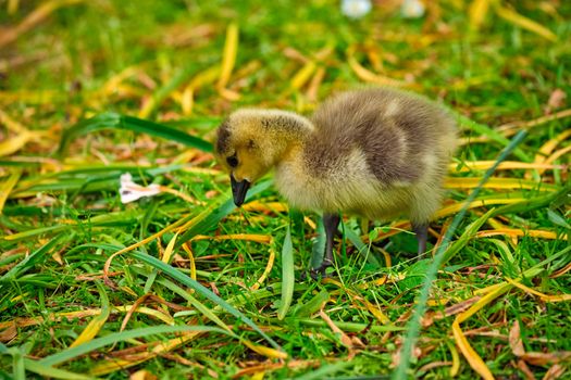 Canada goose goslings on grass