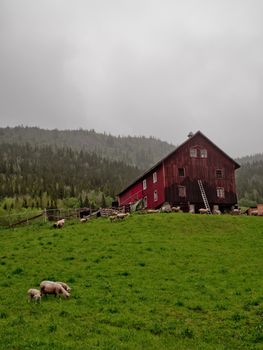 Typical old farm with sheeps in Norway. Red colored house.