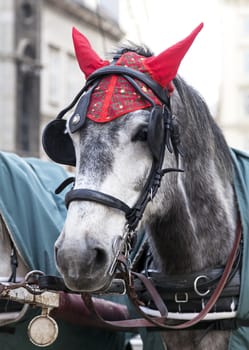 Portrait of a horse in traditional Vienna carriage harness, Austria