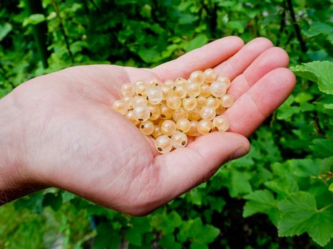 Yellow currants crop in the hand.