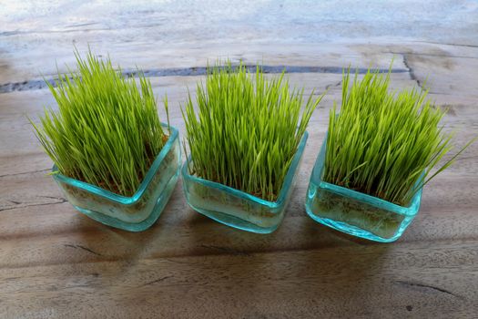 The root system is visible through the glass wall of the pot. Young green rice plant in square pot on table with massive wooden board. Seedlings of rice in small pots on table and clean background.
