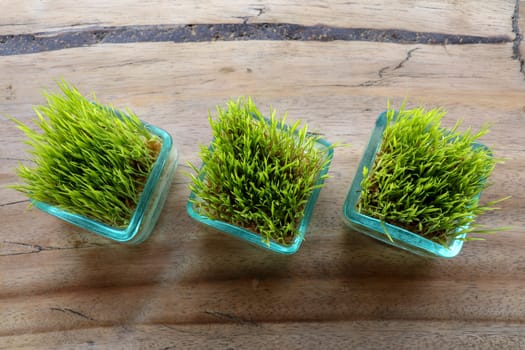 Rice plants in glass pot. Young green rice plant in square pot on table with massive wooden board. Top view rice seedlings in small pots, natural background. Part of restaurant table decoration.