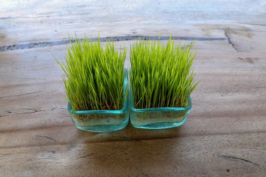 The root system is visible through the glass wall of the pot. Young green rice plant in square pot on table with massive wooden board. Seedlings of rice in small pots on table and clean background.