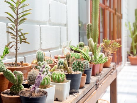 Various green cactus plants in pots on wooden table on white brick wall background, outdoor.