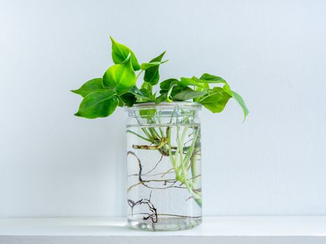 Green leaves with water in transparent plastic jar on white shelf isolated on white wall background.