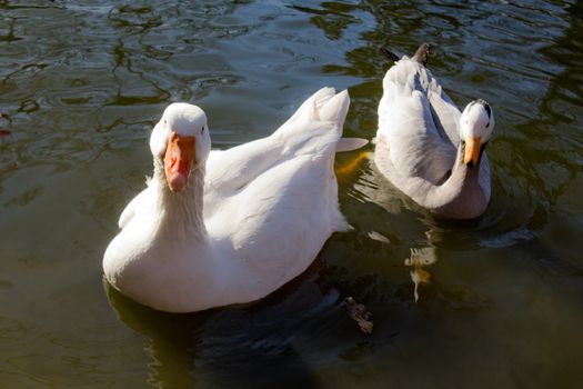 Animals and Birds. White geese look into the camera while they swim.