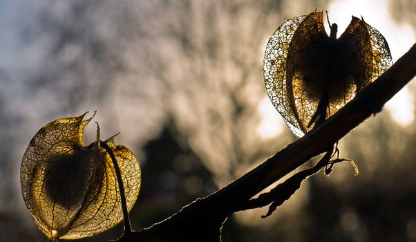 Sunset behind flowers, blossoms, in the sunshine of winter.