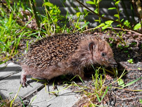 Hedgehog in the garden, in nature of Germany