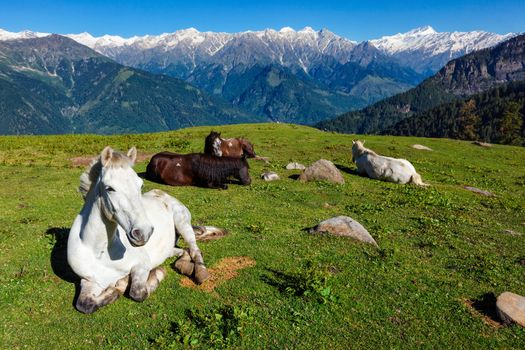 Horses grazing in Himalayas mountains. Himachal Pradesh, India