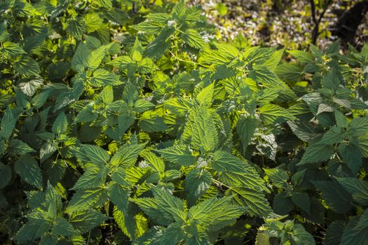 Plants in forests with sunshine. Satisfied, fresh nettles with sunbeams.