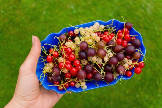 Crop in the garden. Picked gorgeous berries in a blue bowl.