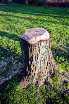 Park in Germany. Sawn tree stump. Speckenbütteler Park, Bremerhaven.