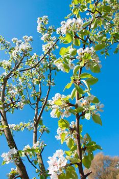  The spring, the blue sky, apple-tree costs in colours 