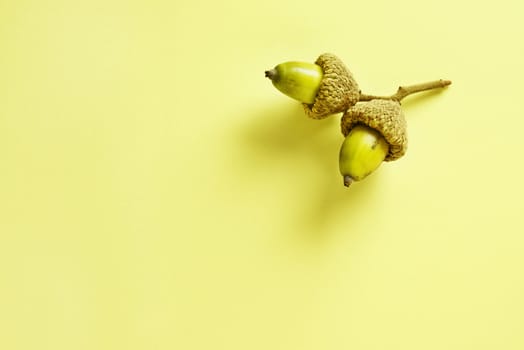 Beautiful oaknuts or acorns on yellow background ,studio shot 