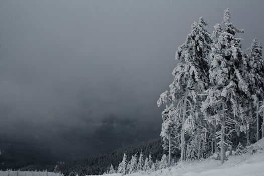 Snow fog-covered firs / spruces on the Wurmberg mountain in the Harz region of northern Germany.