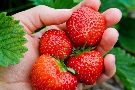 Pick fresh and juicy red strawberries in the garden.