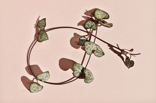 Flowering plant of ceropegia woodii also called chain of hearts or string of hearts on pink background, evergreen succulent plant with leaves shaped like heart