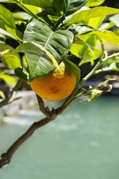 Orange fruit with green leaves on branch in a bright sunny day , in the background freshwater in pond