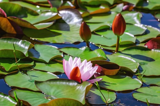 Floating lily flower and pads in the pond