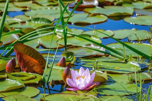 Floating lily flower and pads in the pond