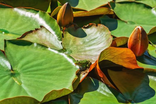 Green frog on the floating lily pads 