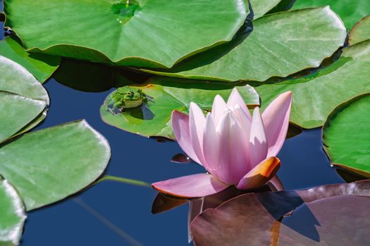 Frog sitting on the floating lily pad near the lily flower