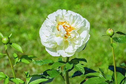 Flower of Peony in the garden