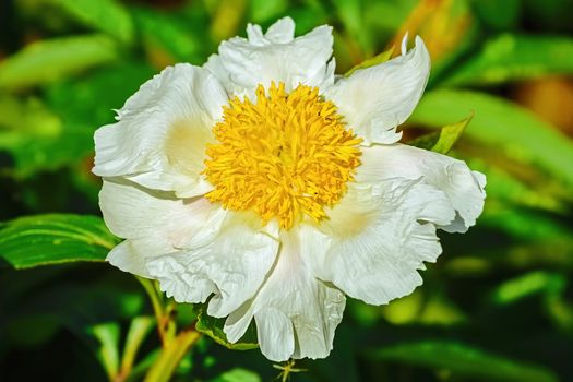 Flower of Peony in the garden