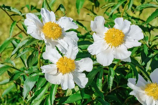 Flowers of Peony in the garden