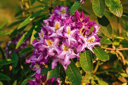 Blooming Rhododendron flowers in the forest