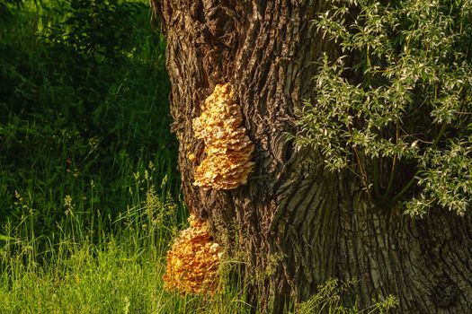 Sulphur shelf fungus on the oak tree