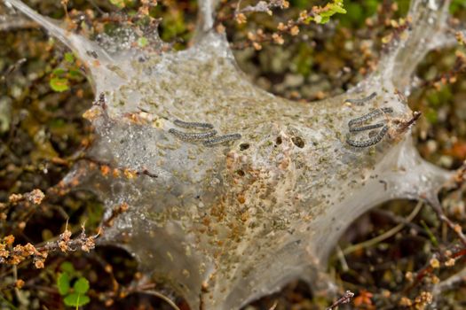 Gray caterpillars crawl out of the silk nest in Norway.