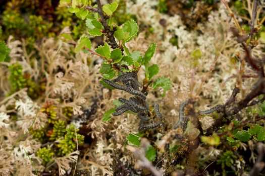 A group of young black Alps wool caterpillars in Dovrefjell Norway